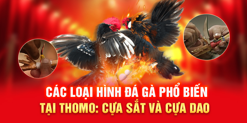 Hai loại hình đá gà phổ biến tại Thomo – cựa sắt và cựa dao, mang lại trận đấu kịch tính.
