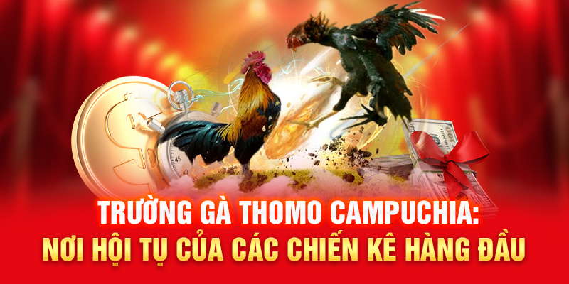 Trường gà Thomo tại Campuchia – nơi tổ chức các trận đấu chuyên nghiệp và thu hút đông đảo khán giả.